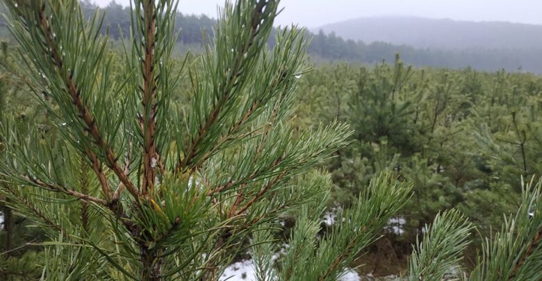 Ceny choinek w nadleśnictwach wahają się od dwudziestu paru złotych za małe drzewko do kilkudziesięciu za dużą i dorodną choinkę