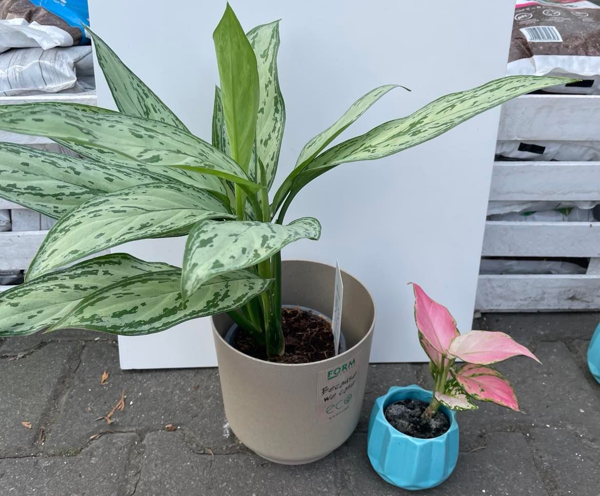Aglaonema
