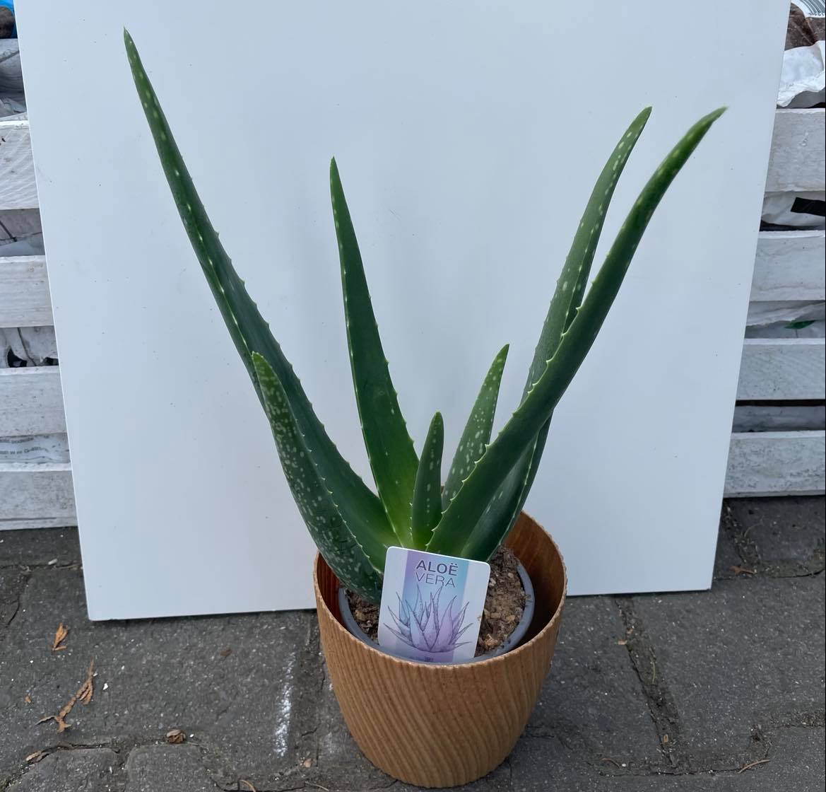 Aloes