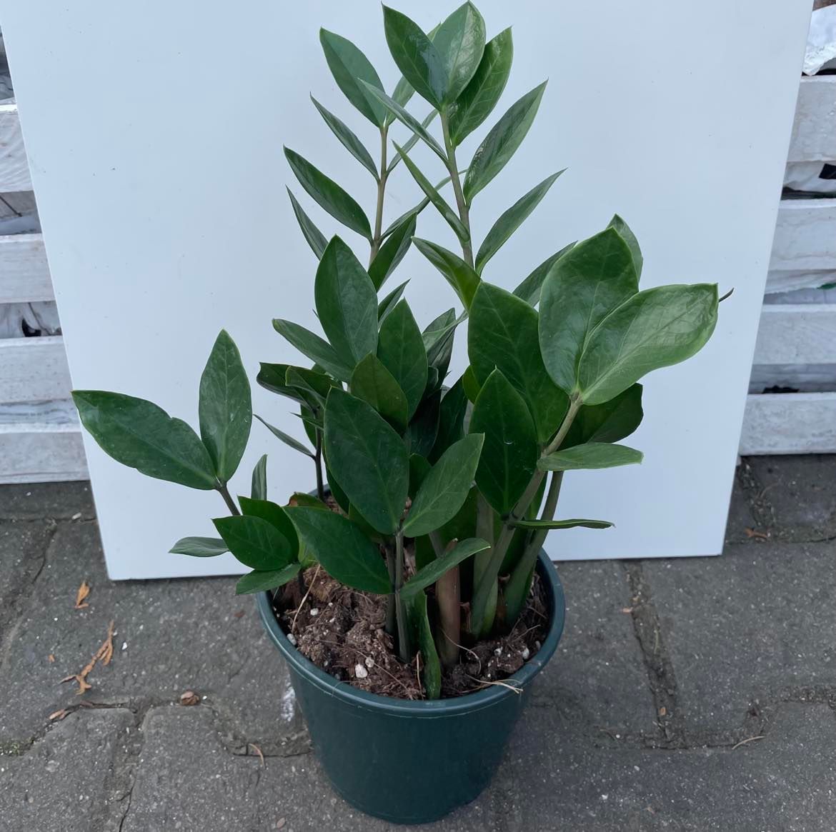 Zamioculcas