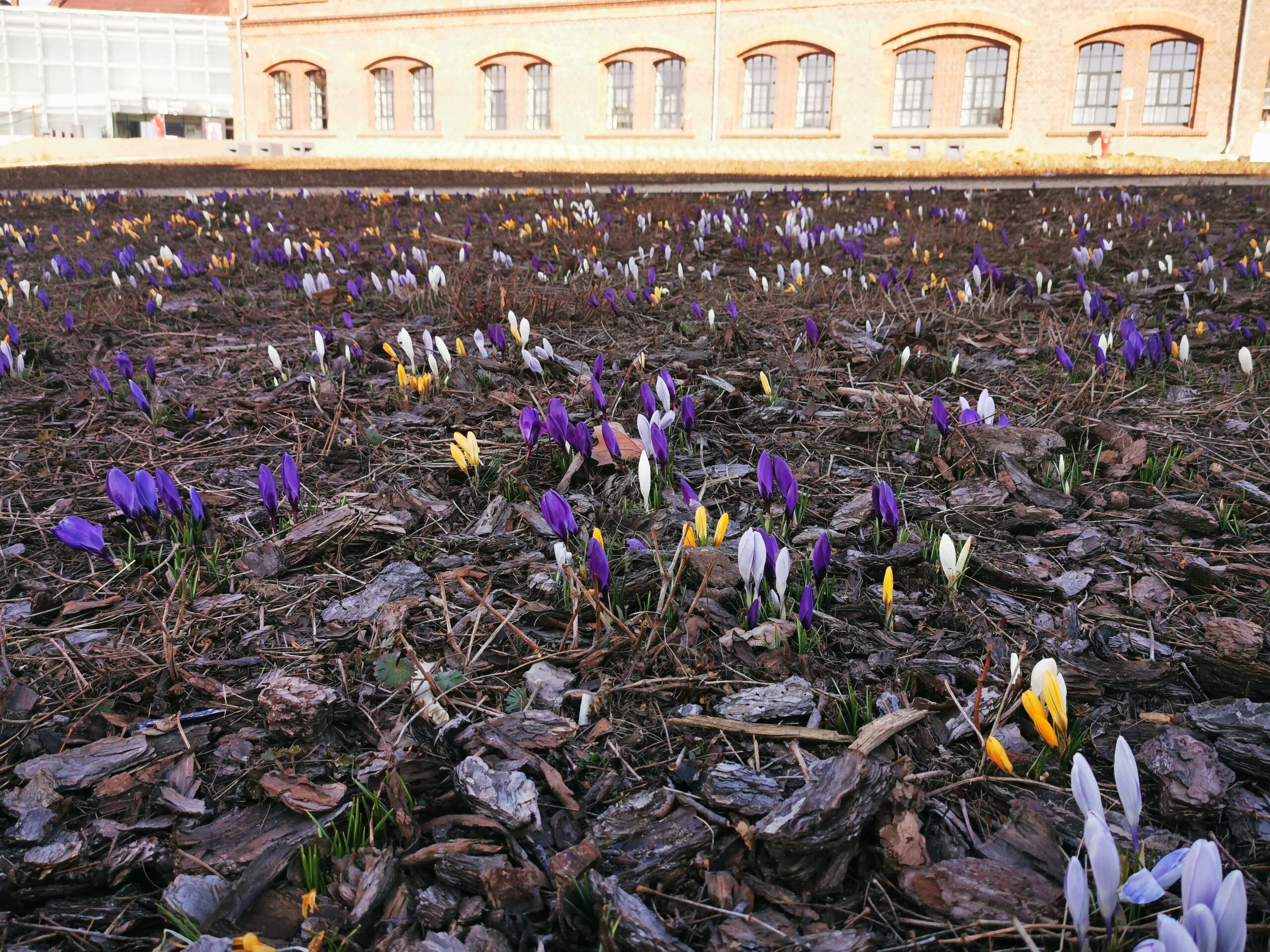 Krokusy w Katowicach przy muzeum