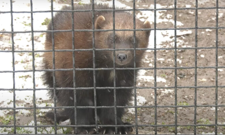 Śląskie ZOO uruchomiło kamerę. Można podglądać rosomaka