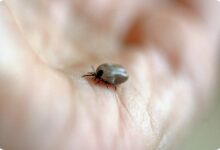 Lekarze biją na alarm, coraz więcej przypadków boreliozy. Fot. Pixabay.com