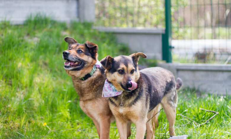 Tychy zachęcają do adopcji zwierząt. „Najdłużej w schronisku z psich seniorów jest Oli”. Fot. UM Tychy