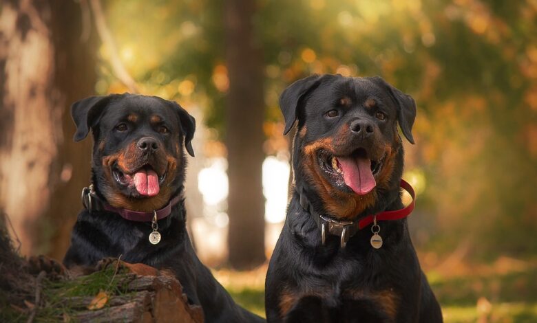 Rottweilery pogryzły 57-latka. Mężczyzna jest w stanie krytycznym/fot.pixabay.com