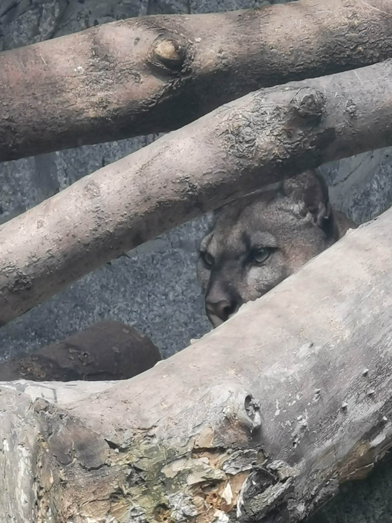 jak się ma dziś puma nubia