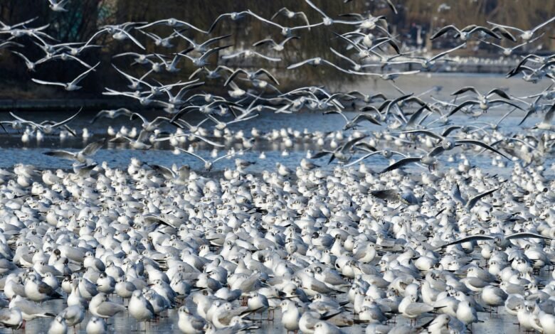 Ptasia grypa w woj. śląskim. Wojewoda zwołał sztab kryzysowy/fot.pixabay.com