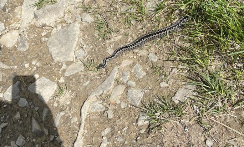 Żmija ukąsiła mężczyznę. Doznał wstrząsu anafilaktycznego. Fot. GOPR Beskidy