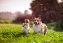 Jak przygotować się do zakupu lub adopcji kota? (fot. Adobe Stock)