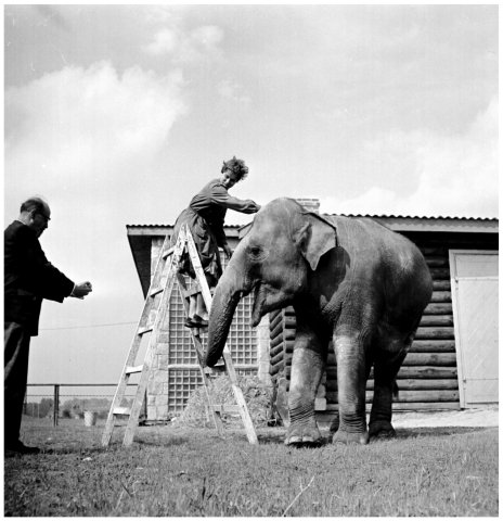 Zoo w Chorzowie archiwalne