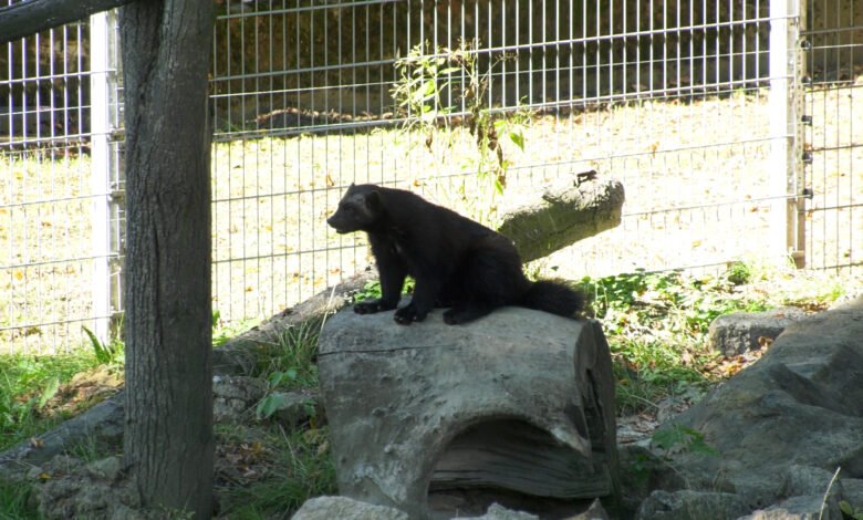 Takich rosomaków, jak w śląskim zoo nie ma żaden ogród zoologiczny w Polsce