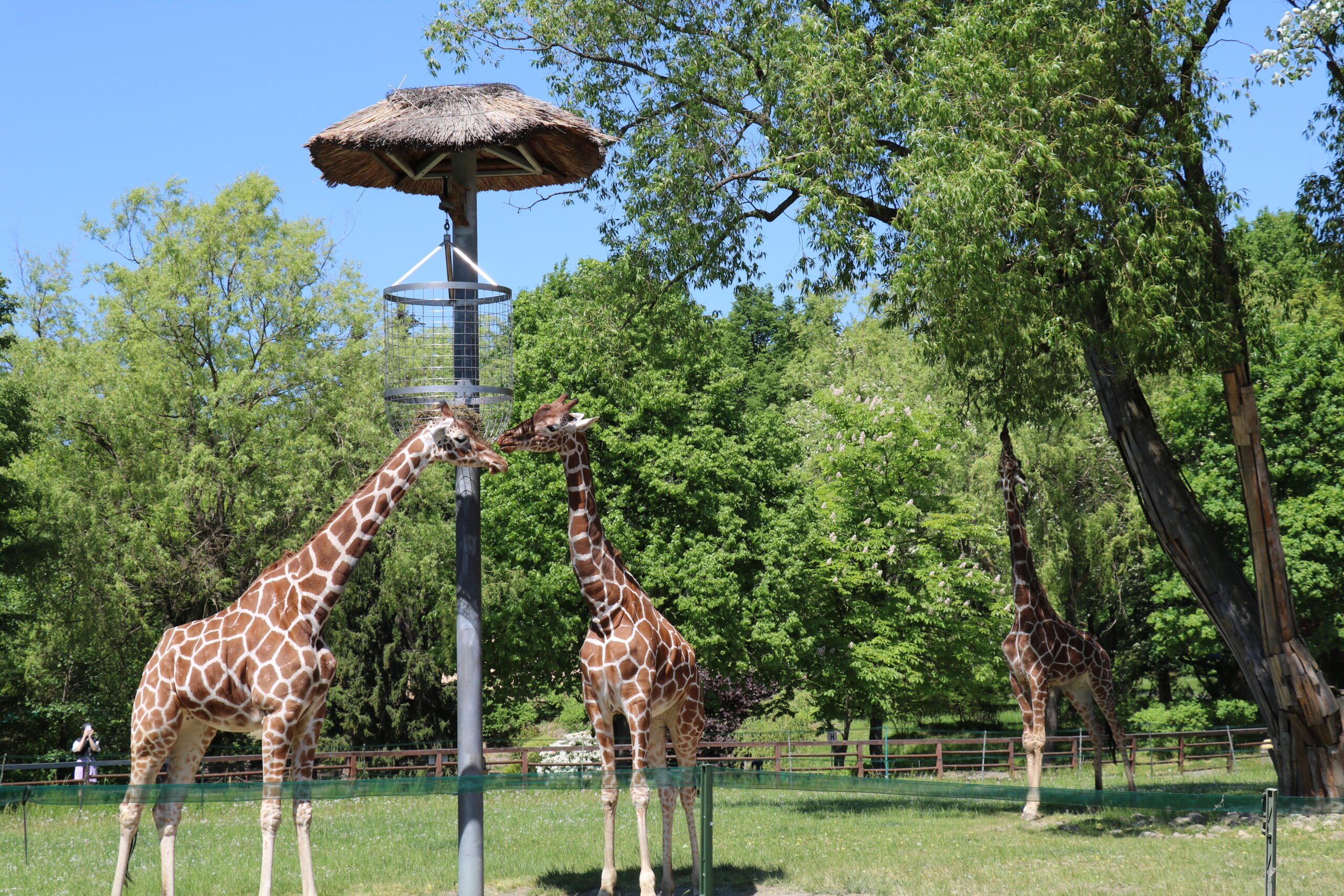 żyrafy zoo w chorzowie