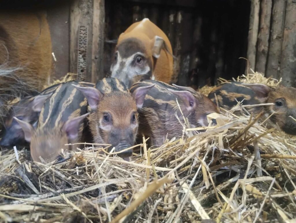 W śląskim ZOO urodziły się świnie rzeczne. Fot. Śląski Ogród Zoologiczny