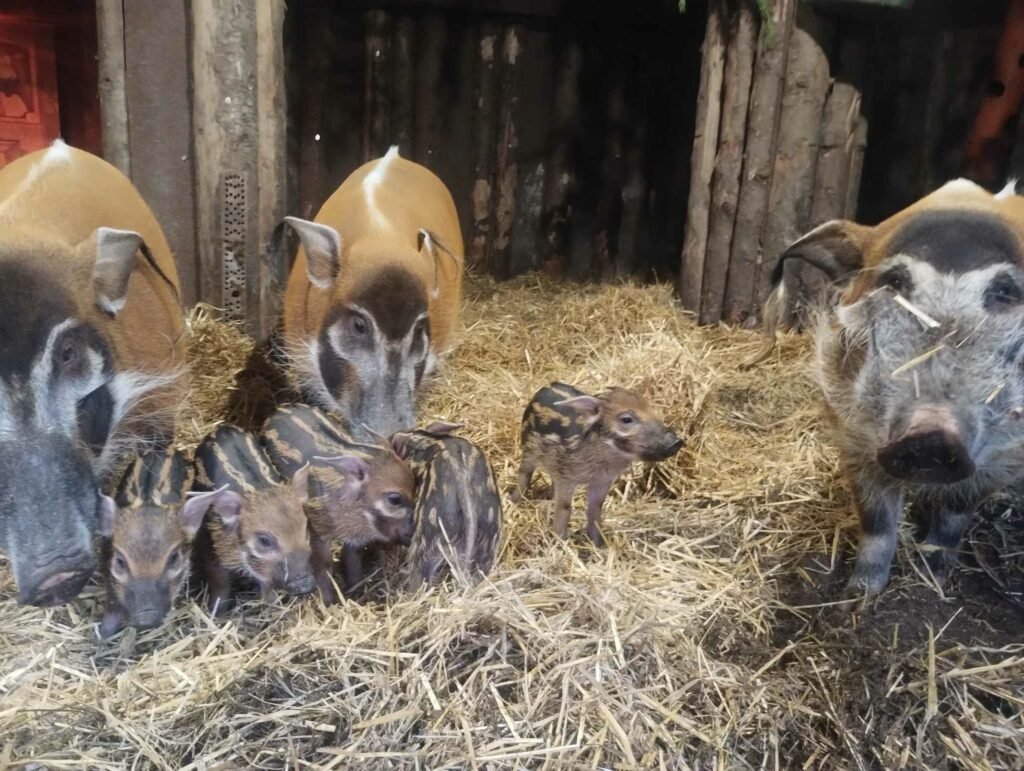 W śląskim ZOO urodziły się świnie rzeczne. Fot. Śląski Ogród Zoologiczny