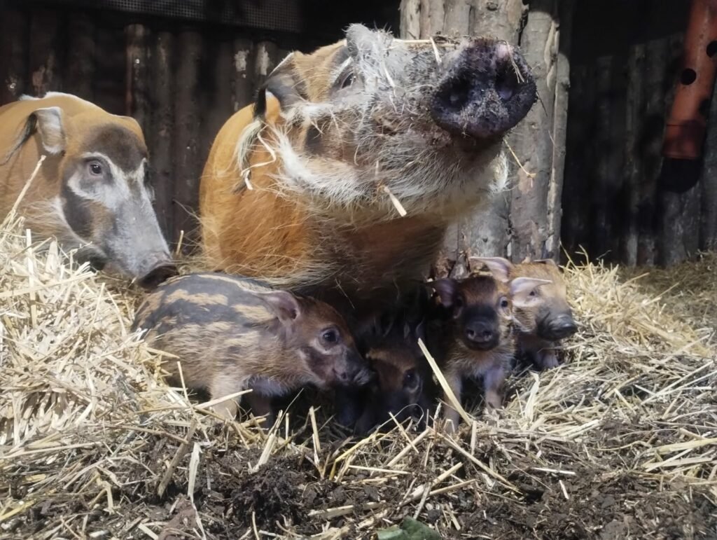 W śląskim ZOO urodziły się świnie rzeczne. Fot. Śląski Ogród Zoologiczny