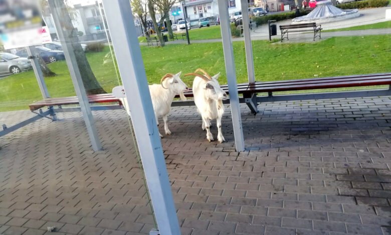 Dokąd panie jadą? Interwencja policji na przystanku/fot.Policja Łódzka
