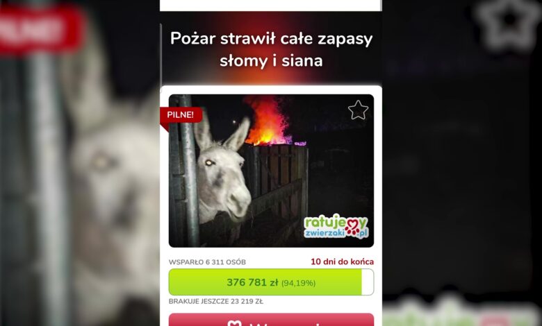 Śląskie: Przytulisko dla zwierząt "Przystań Ocalenie" potrzebuje pomocy