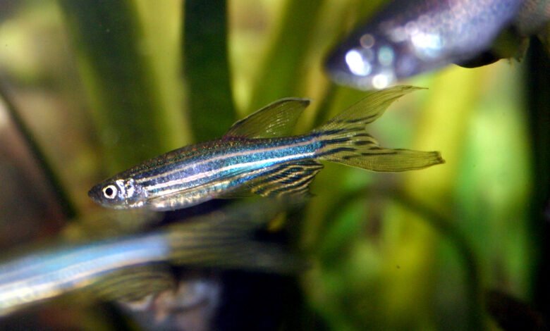 Danio pręgowany pomoże w walce z chorobą Parkinsona