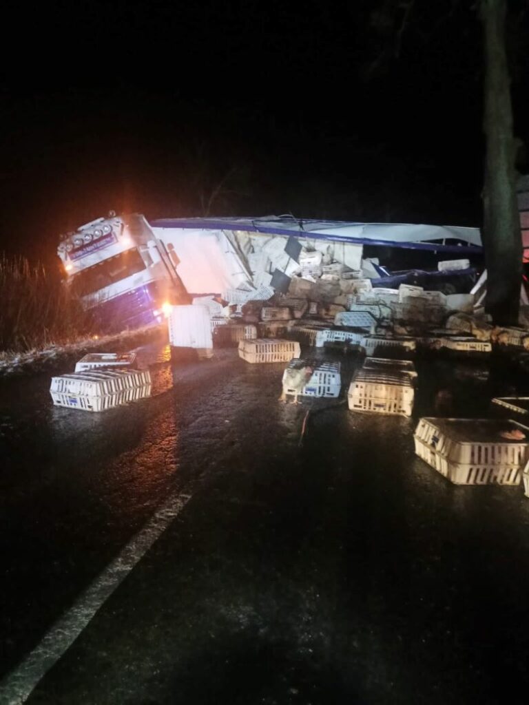 Drób na drodze. Wypadek ciężarówki przewożącej kury/fot.Policja Pomorska