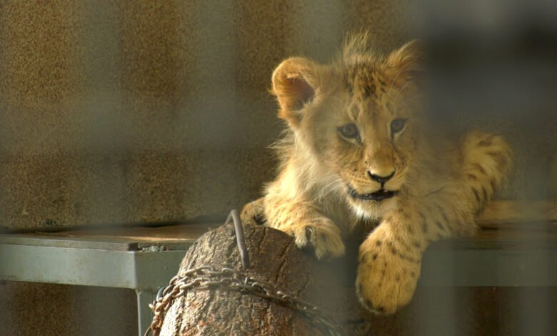 Małe lwiątka w śląskim zoo