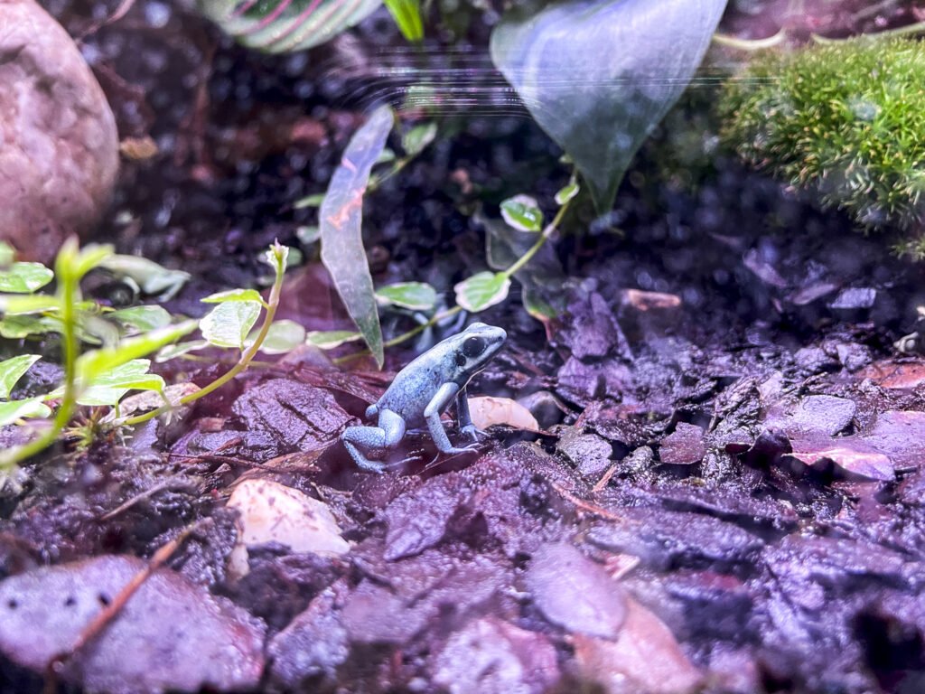 W Egzotarium nie brakuje akwariów.