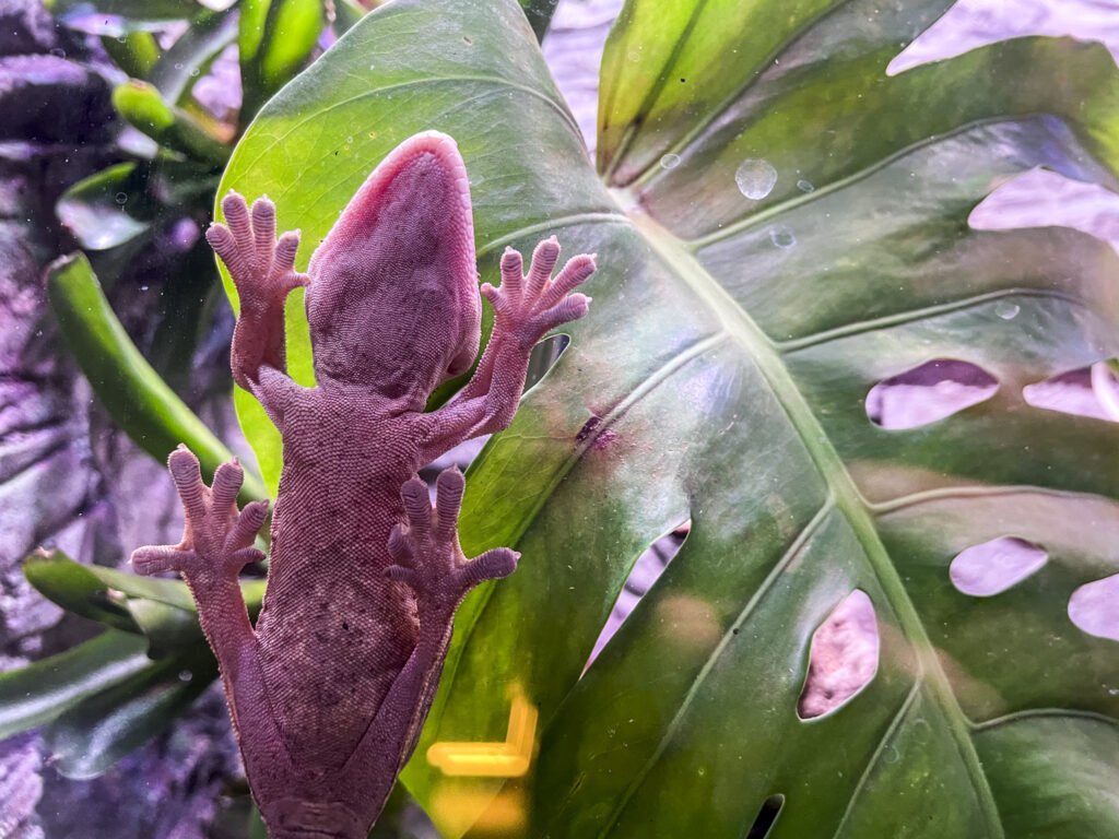 W Egzotarium nie brakuje akwariów.
