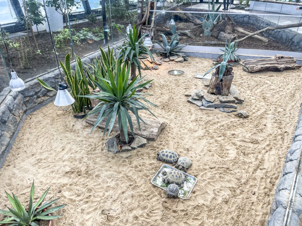 Egzotarium w Sosnowcu. Zdjęcia. Oprócz zwierząt w Egzotarium można zobaczyć także dużo roślin.