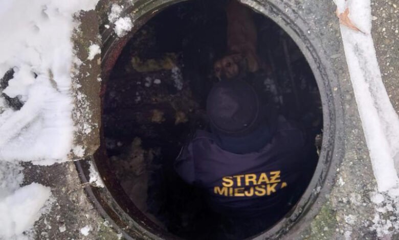 Na ratunek psu w kanale. Strażniczki z Zabrza uratowały zwierzę. Fot. Straż Miejska Zabrze