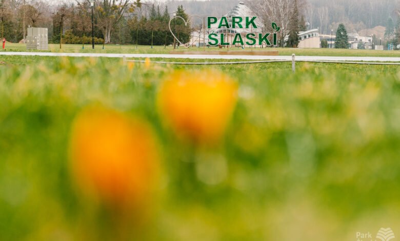 Krokusy zawitały do Parku Śląskiego/fot.mat.prasowe
