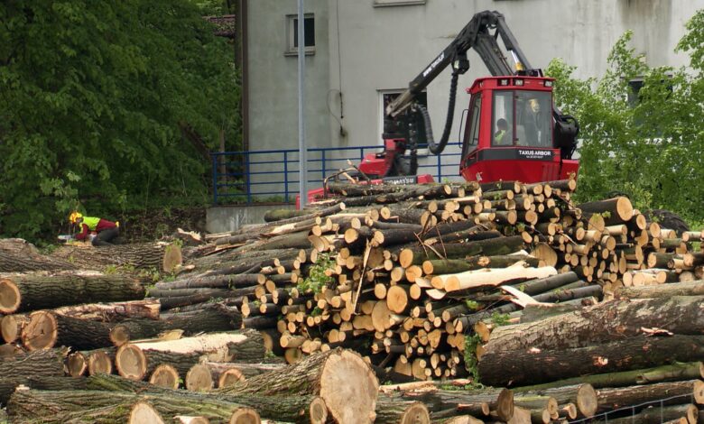 Wycinają drzewa przy Parku Śląskim WIDEO