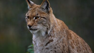 Ryś euroazjatycki. Nowy mieszkaniec śląskiego zoo WIDEO/fot.pixabay.com
