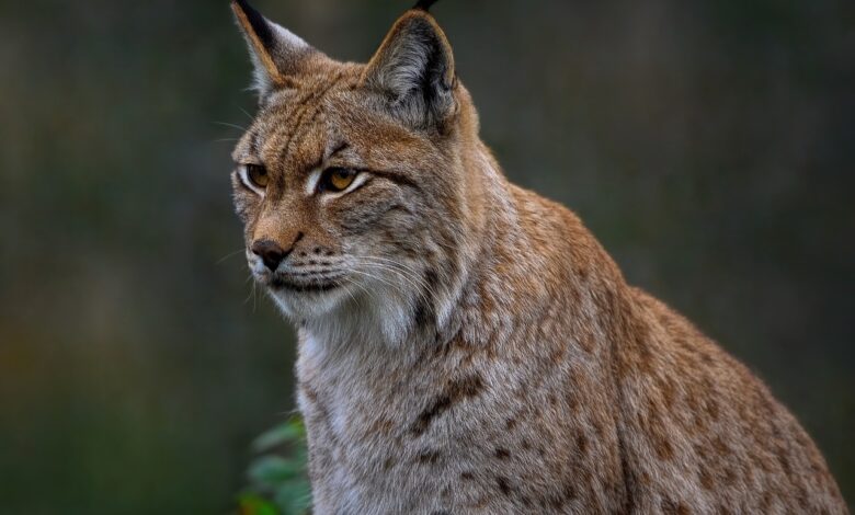 Ryś euroazjatycki. Nowy mieszkaniec śląskiego zoo WIDEO/fot.pixabay.com
