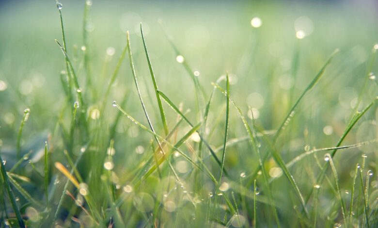 Pogoda na Boże Ciało i długi weekend/fot.pixabay.com
