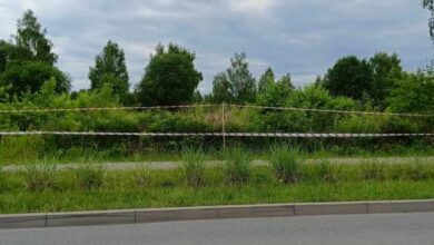 Uwaga! Niebezpieczna roślina w Częstochowie. Fot. UM Częstochowa