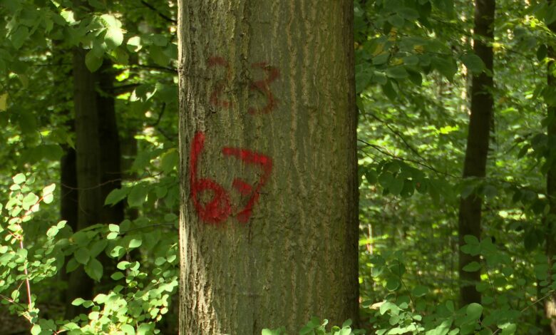 Park Śląski złożył wniosek o usunięcie 700 drzew