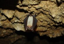 nocek duży Myotis myotis