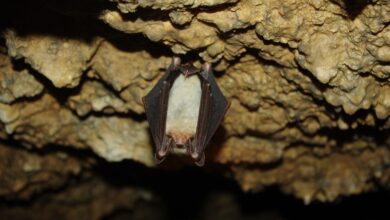 nocek duży Myotis myotis