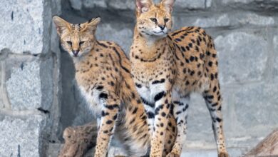 Śląski Ogród Zoologiczny