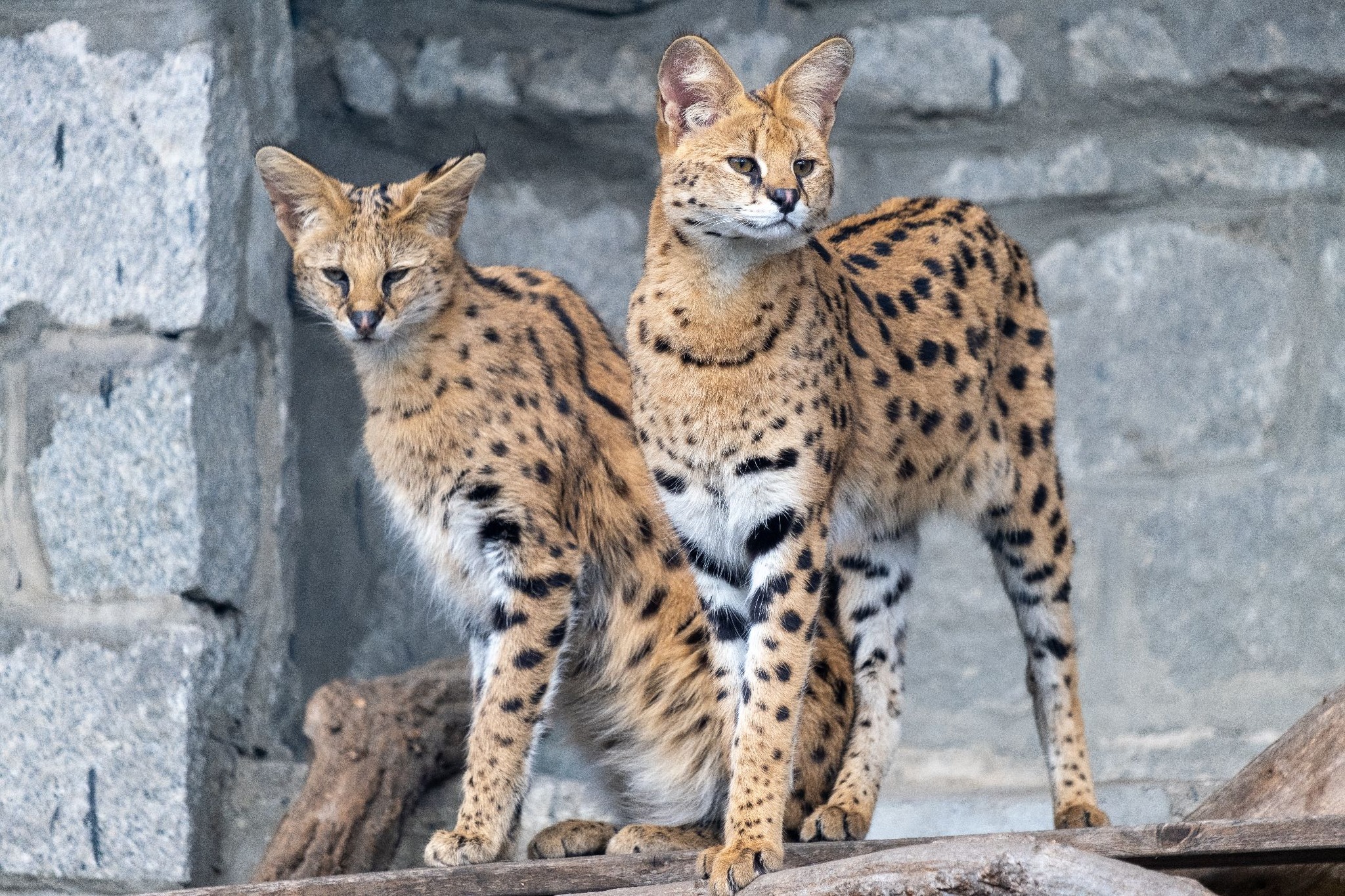 Śląski Ogród Zoologiczny