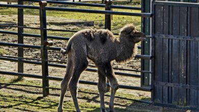 nowy wielbłąd w chorzowskim zoo