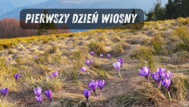 Pierwszy Dzień wiosny na górskiej łące kwitną krokusy