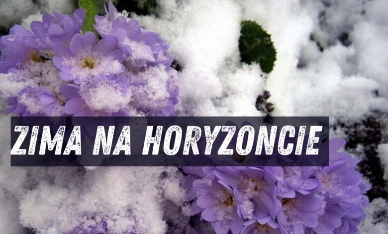 Prognoza pogody 31 marca - 6 kwietnia 2025 Niebieskie kwiaty przysypane śniegiem