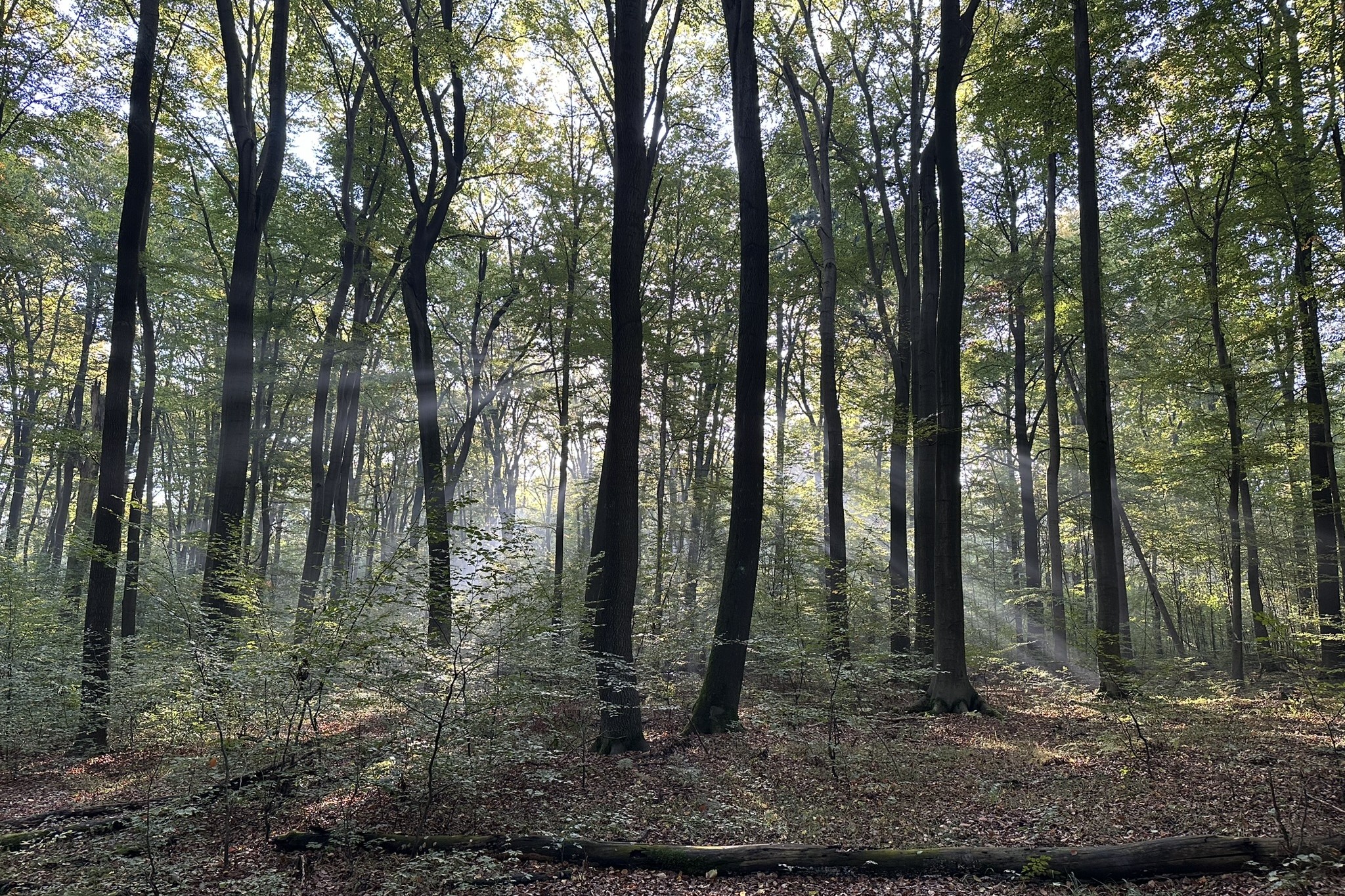 park repecki