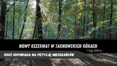 park repecki, Tarnowskie Góry