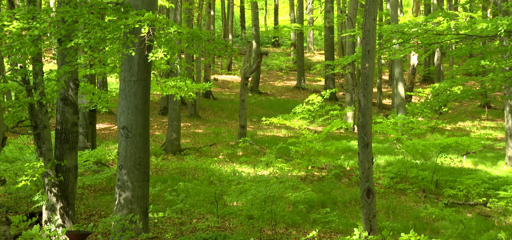 park repecki