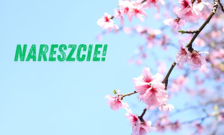 prognoza pogody na weekend 12-13 kwietnia 2025 gałąź drzewa w kwiatach
