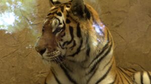 TYGRYS W ZOO