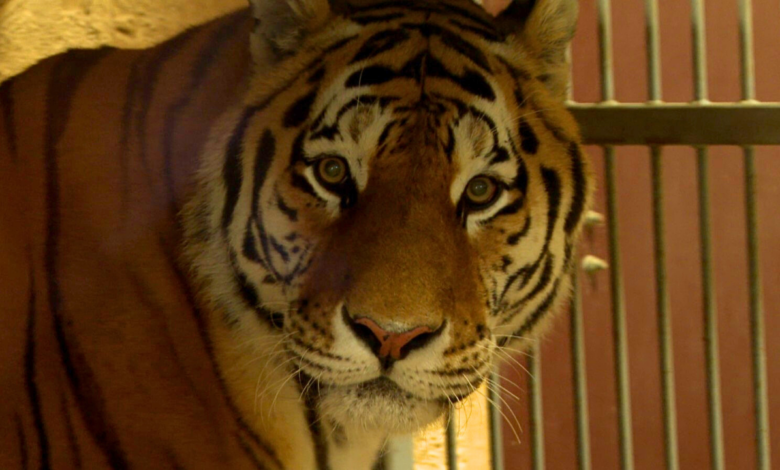 TYGRYS W ZOO