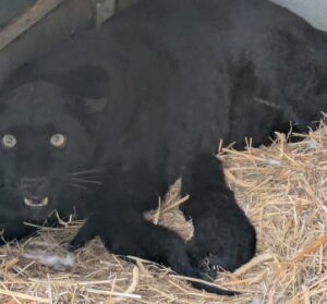 czarny lampart zoo borysew