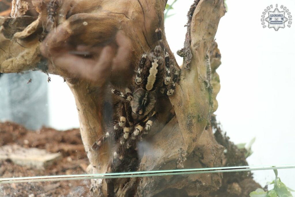 Egzotyczny pająk w terrarium